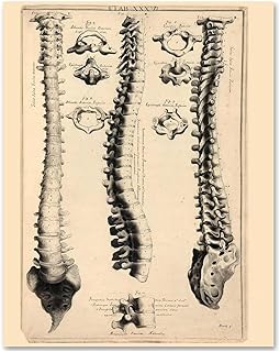 Vintage Spine Diagram 11x14 Unframed Poster – Detailed Vertebrae Illustration, Human Skeletal System Chart, Medical & Chiropractic Wall Art for Doctors, Nurses, Students, Clinics & Home Offices