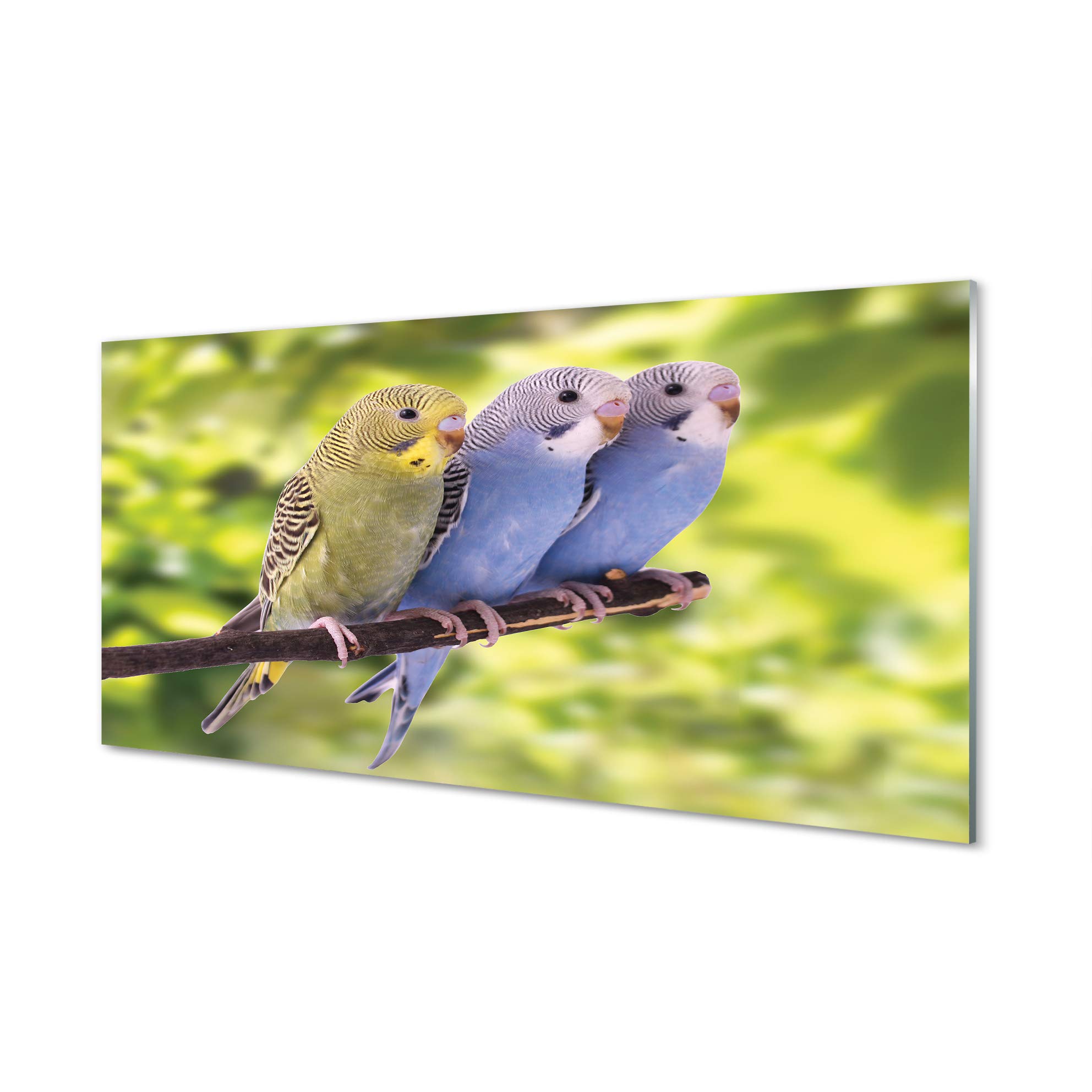 Impression sur Verre Perroquet Coloré 100x50cm Tableau Mural Chambre Tulup
