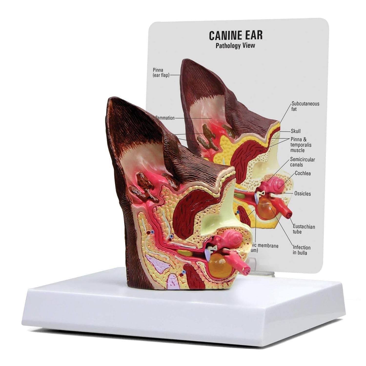 Model sekcji ucha psa, model patologiczny ucha prawidłowego i chorego, model anatomiczny ucha psa, wykorzystywany do celów edukacyjnych i jako materiał ekspozycyjny w szpitalach dla psów i zwierząt.