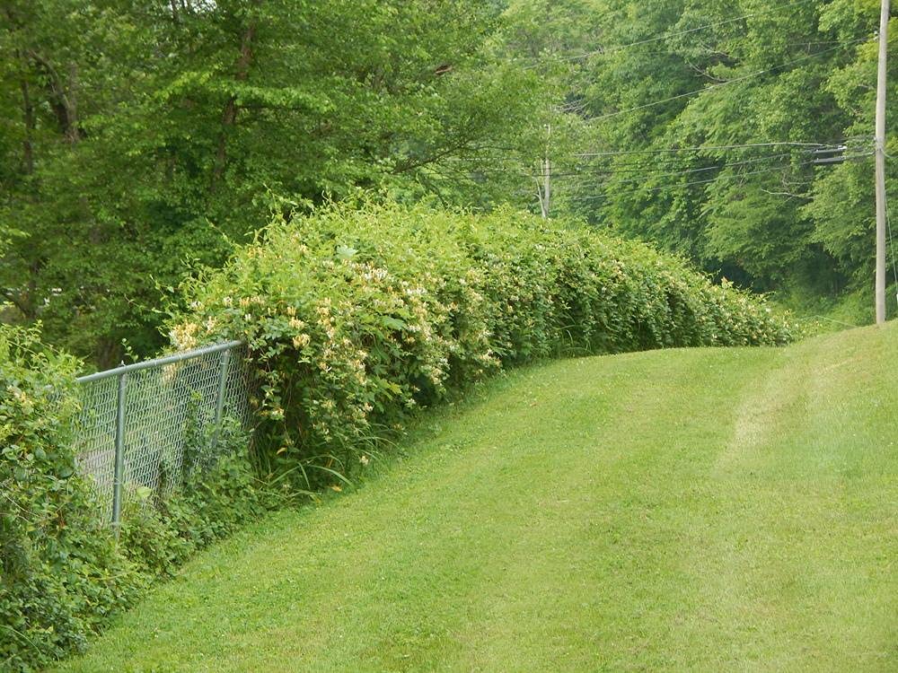 リリパットレーン464☆HONEYSUCKLE DOVECOT リリパットレーン464☆HONEYSUCKLE DOVECOT