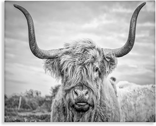 Stupell Industries HOME - Lienzo decorativo para pared, diseño de vaca de las tierras altas en blanco y negro, 30 x 40, multicolor, sala de estar