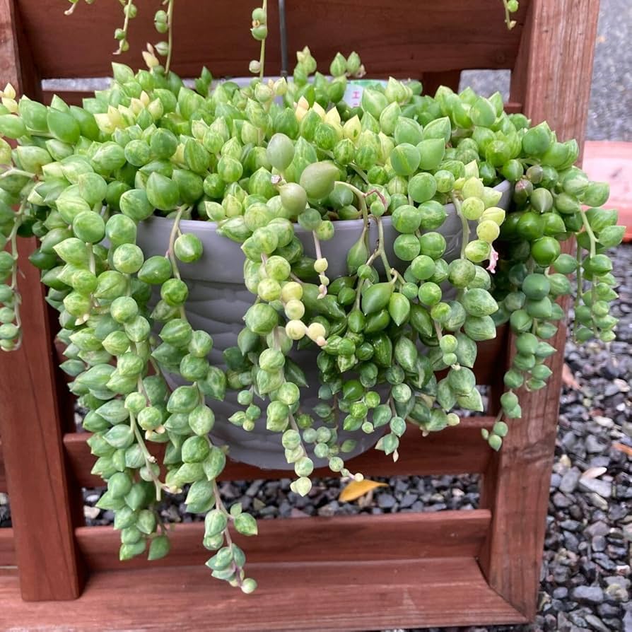 Amazon.co.jp: 多肉植物 エンジェルティアーズ錦 3カット