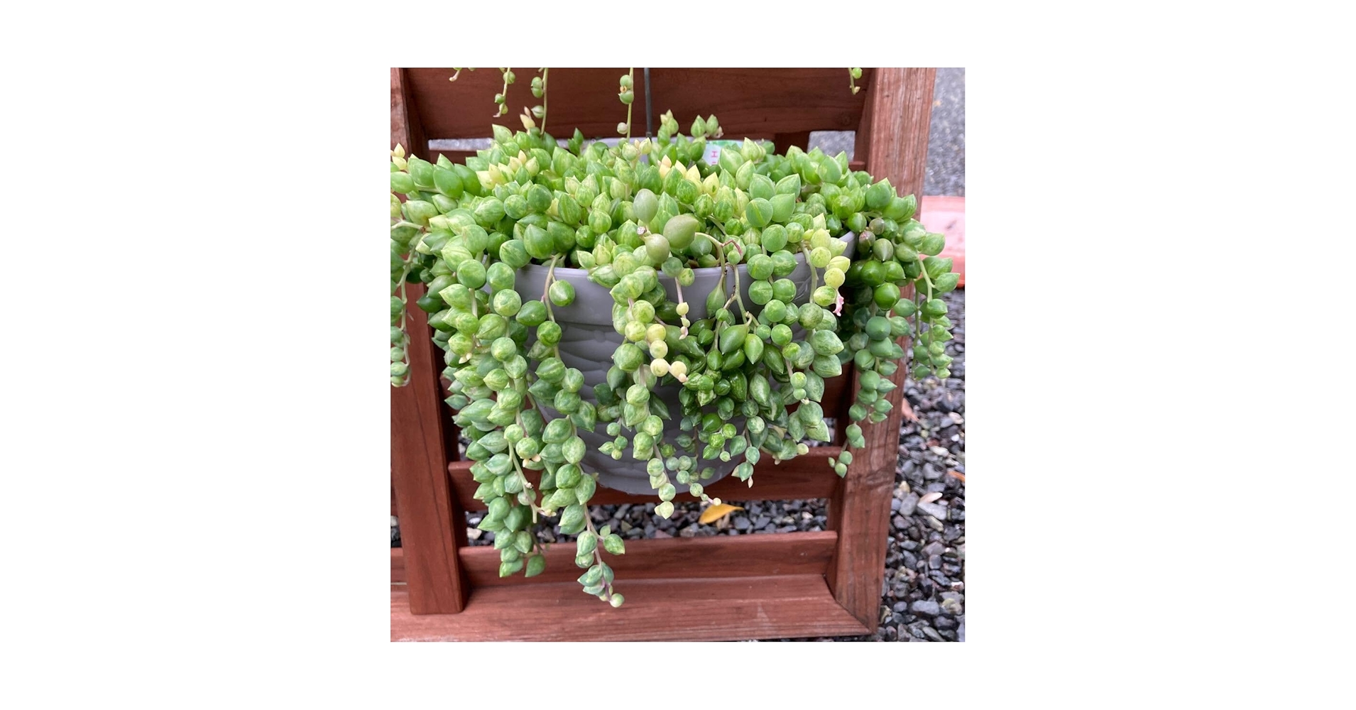 Amazon.co.jp: 多肉植物 エンジェルティアーズ錦 3カット