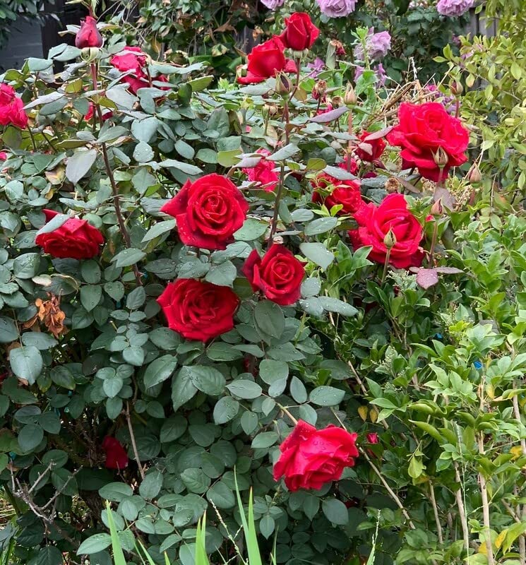 Mphmi Store Live Plant Nursery Plants Flowers Rose garden Climbing rose (B09Z9ZPYF3) Amazon Price History, Amazon Price Tracker