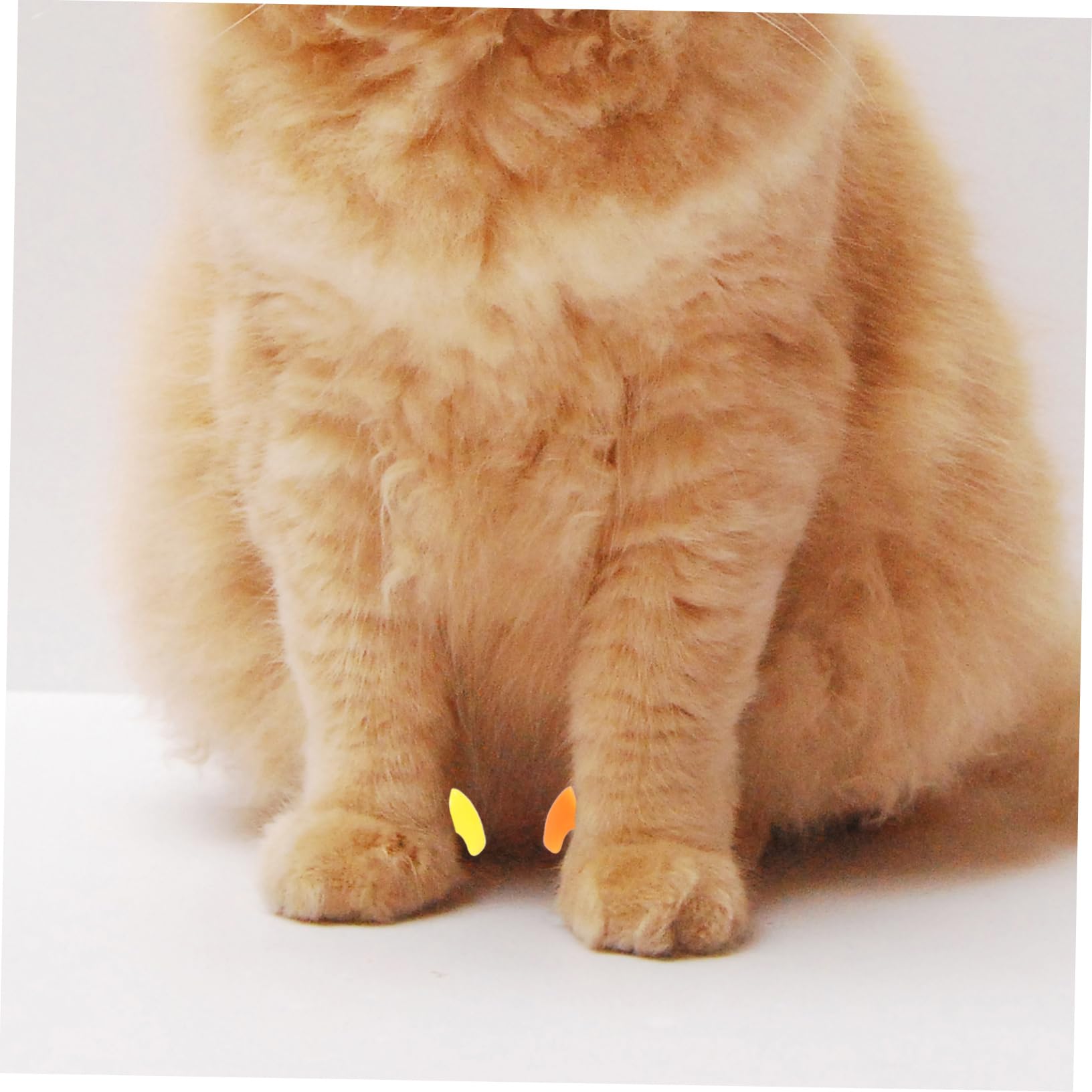 YARNOW 320 Pcs Ensemble D'Ongles pour Animaux De Compagnie Couvre-Griffes De Chat Bouts D'Ongles De Chat Capuchons D'Ongles De Chat Pattes De Chat Protecteurs De Griffes De Chat Pattes