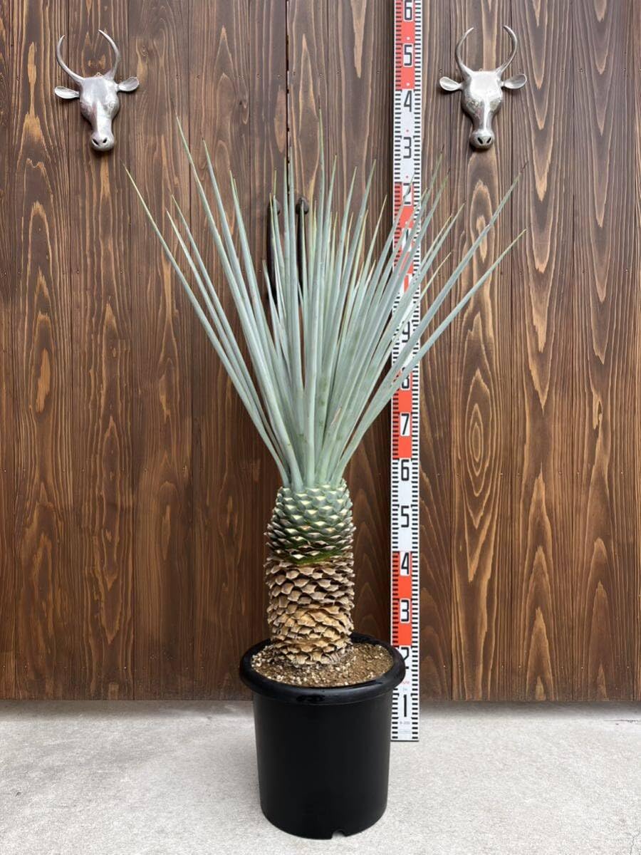 Amazon.co.jp: ハイブリッド ユッカ リギダ マルデヌメベス var rigida