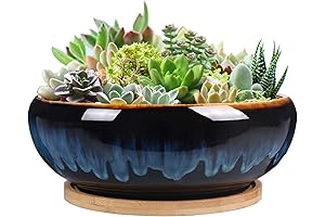 SQOWL Ceramic Succulent Planter Pot 7"