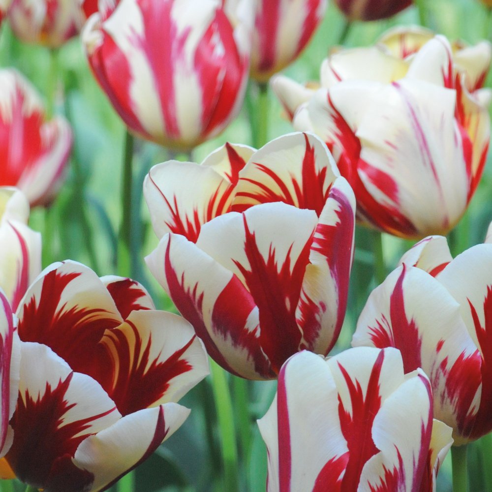 Tulip Carnival de Nice Bulbs Spectacular Red and White Flowers Two Tone Large Blooms, 16 x Tulip Carnival de Nice Bulbs by Thompson and Morgan