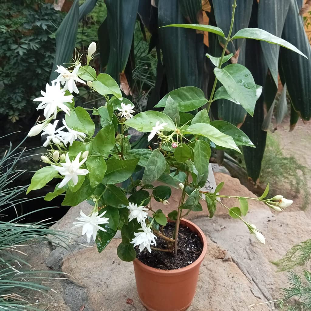 myBageecha- Jasminum Sambac Madan Mogra Live Plant Outdoor Flowering Balcony Garden Low Maintenance with Pot (B0B5H8KYQL) Amazon Price History, Amazon Price Tracker