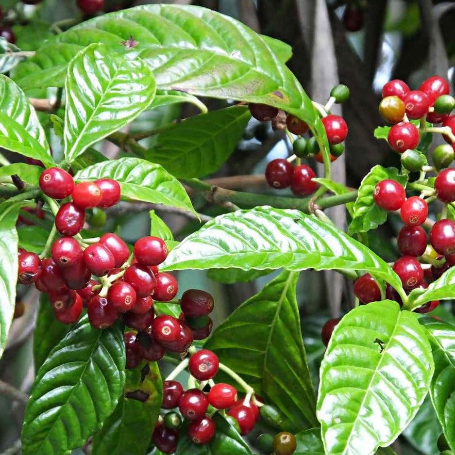 Plant World Seeds - Coffea Arabica (Coffee) Seeds (Exotic Tree & Shrub Seeds)
