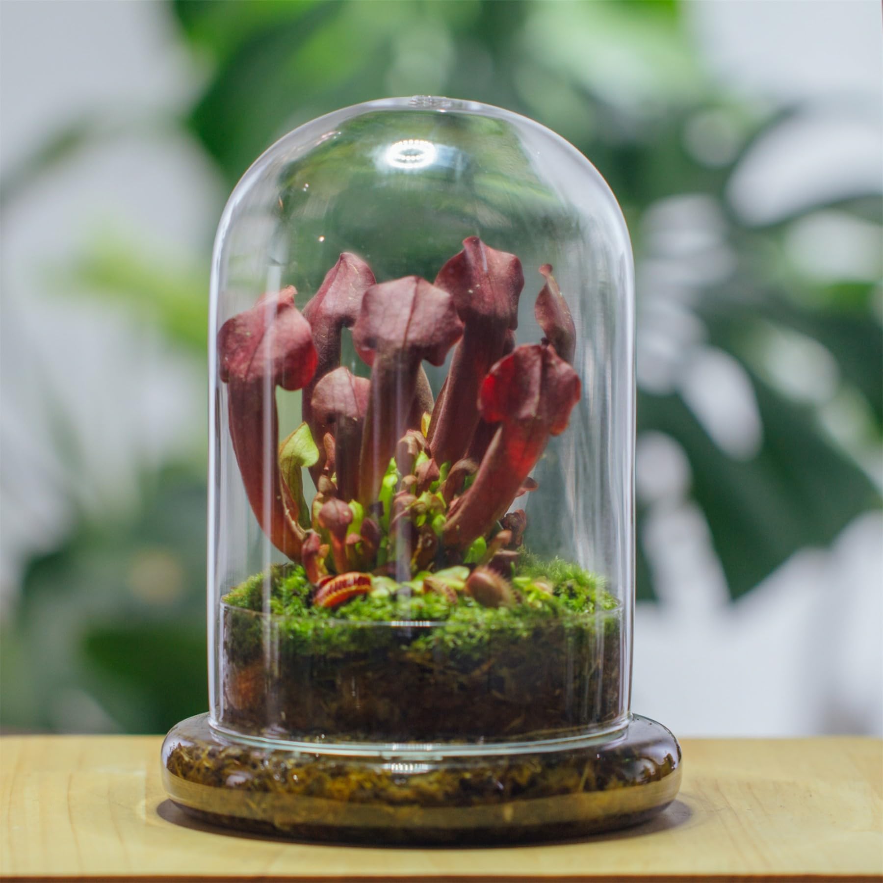 NCYP Dekorative klare Glaskuppel mit Luftloch, 15x21cm, Glasglocke mit Boden Heimtisch Display Glas Terrariumbehälter für Blumen Tafelaufsatz (Nur Glaskuppel)