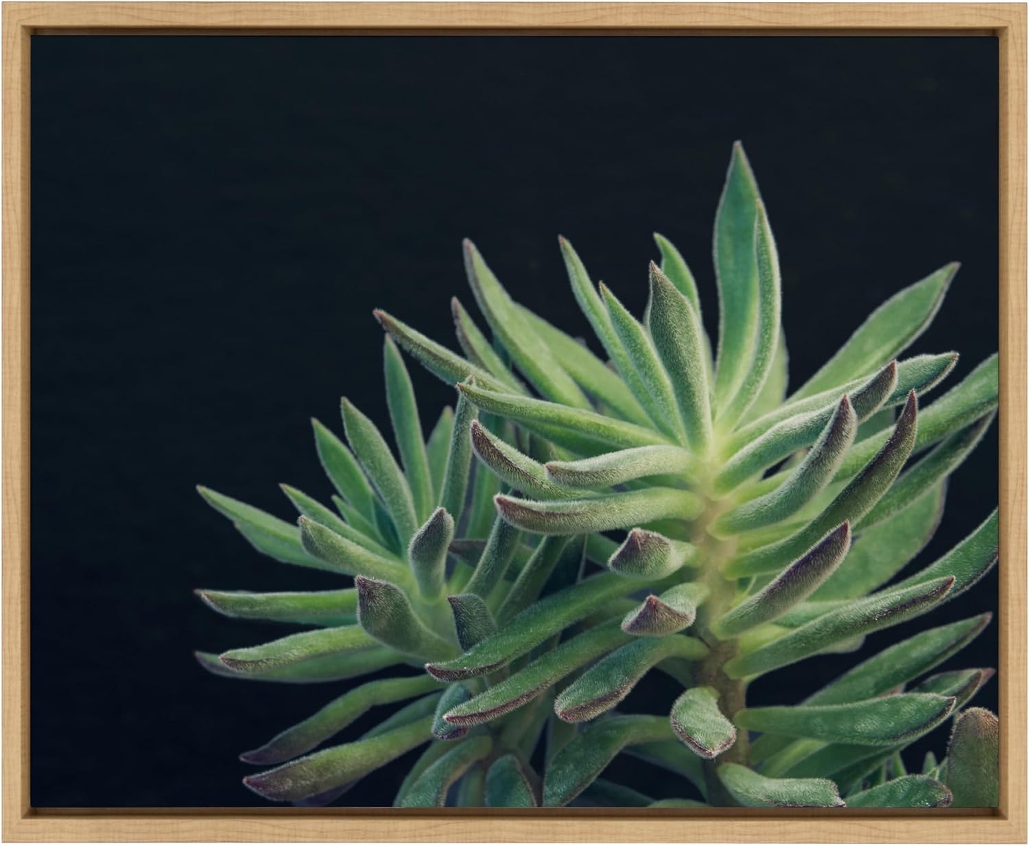 Kate and Laurel Sylvie Botanical, Succulent 13, Color Photograph, Framed Canvas Wall Art by F2 Images, 24x18 Natural