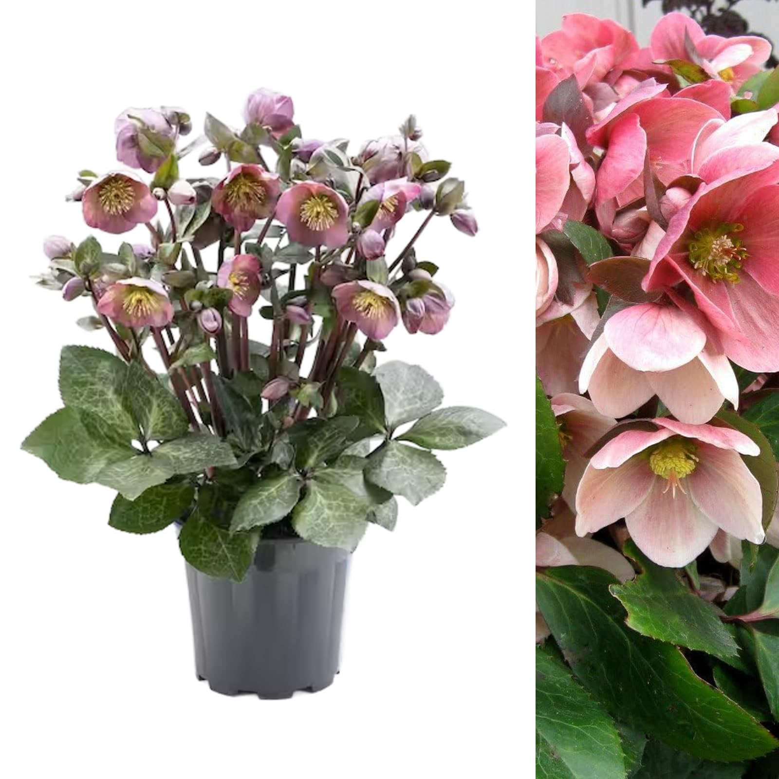 Carbeth Plants Helleborus Pink Marble - Christmas Rose Plant 9cm Pot (1)