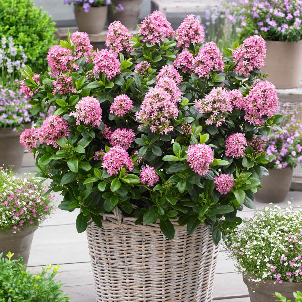 YouGarden 1 x Escallonia 'Pink Elle' in 9cm Pot, Ready to Plant Out Now, Potted Plants for Gardens, Supplied as 1x Established Variety