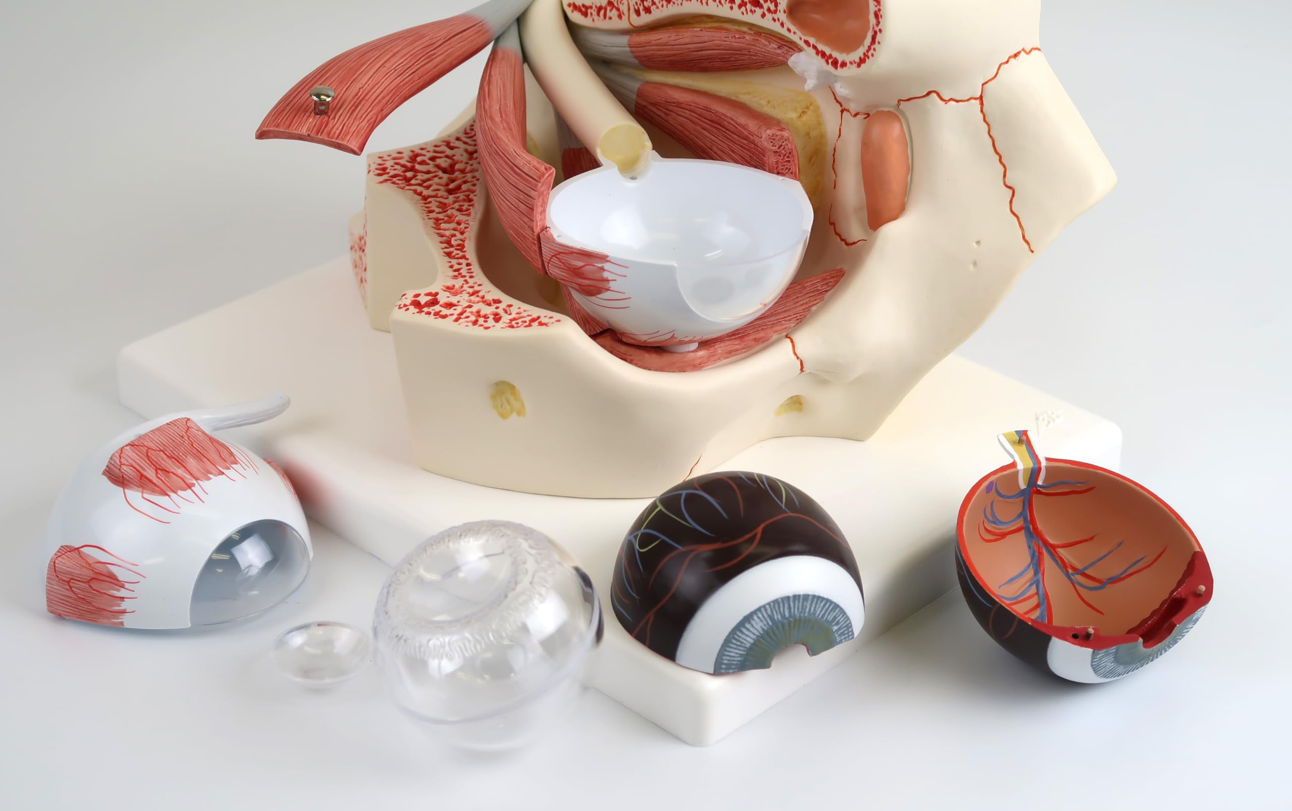 3B Scientific Menschliche Anatomie - Auge, 3-fache Größe, 7-teilig + kostenlose Anatomie App - 3B Smart Anatomy