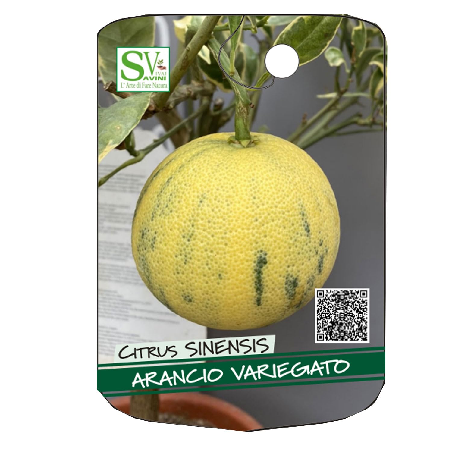 SAVINI VIVAI Arancio Tarocco Sanguinello - Pianta Di Agrumi In Fitocella, 100-120 Cm, Made In Italy - Foto 6