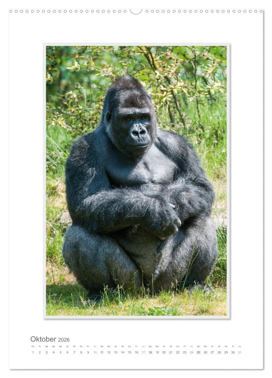Emotionale Momente: Aus dem Leben der Familie Gorilla. (hochwertiger Premium Wandkalender 2026 DIN A2 hoch), Kunstdruck in Hochglanz: Zauberhafte ... von Ingo Gerlach GDT. (CALVENDO Tiere)