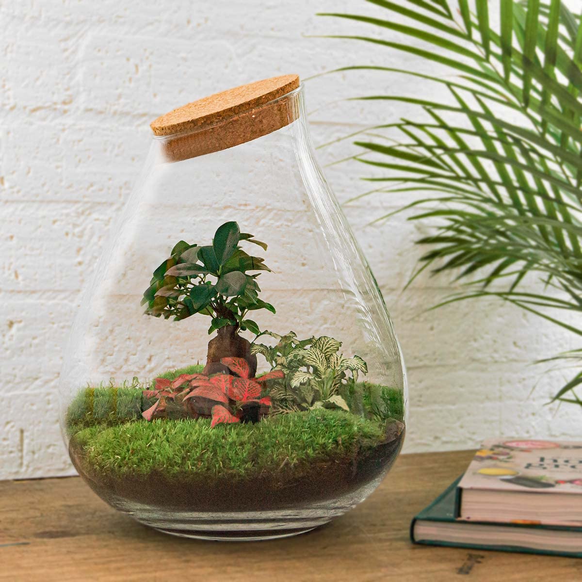 Drop XL Terrarium Rot DIY Kit für Pflanzen Ø 24 cm Höhe 37 cm Nachhaltiges Ökosystem mit Kork