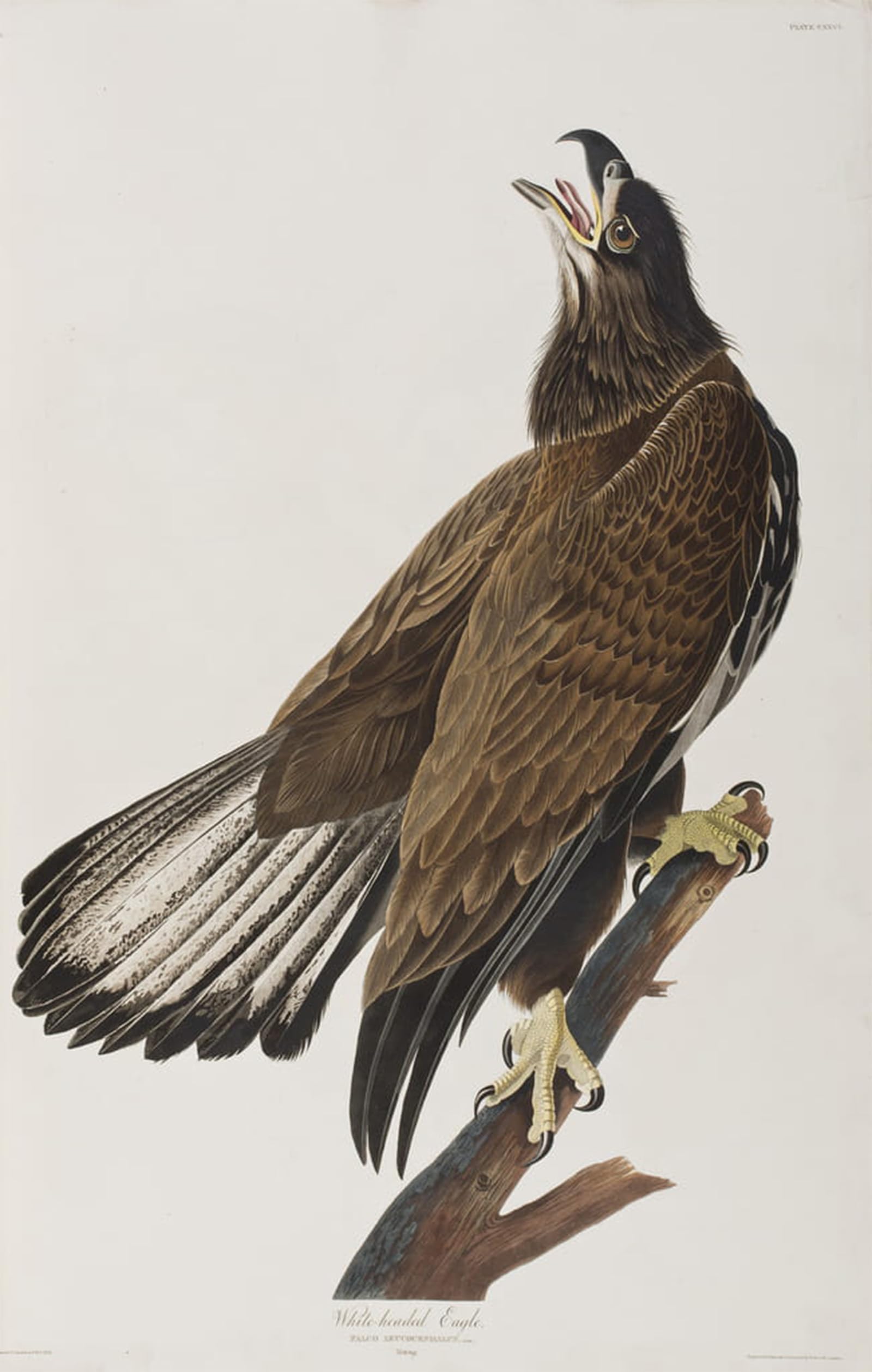 SERENDIPITP Vintage Wall Art Canvas Nordic Poster Canvas Print Picture Illustration From birds of America by John Jamess Audubon Wall Art Poster for Home Decor 60x90cm