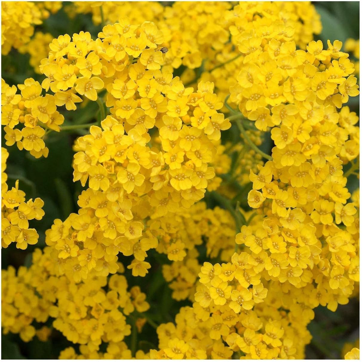Everwilde Farms - 1/4 Lb Basket of Gold Wildflower Seeds - Gold Vault