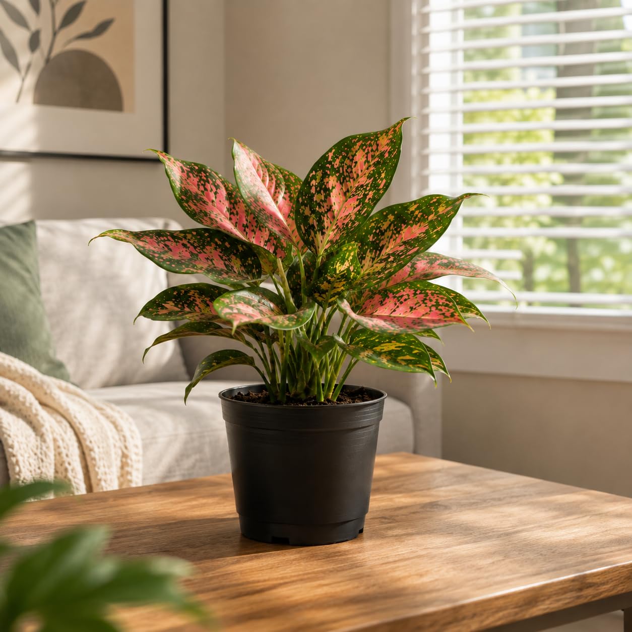 Pink Aglaonema Live Indoor Plant with Nursery Pot | Beautiful Pink & Green Foliage | Low Maintenance Houseplant | Home & Office Decor(medium size)-image-22