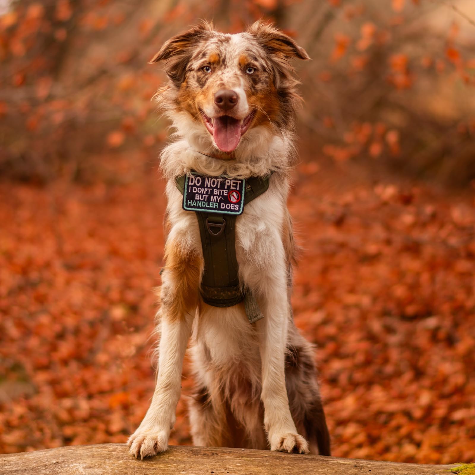 rabbitgoo Arnés para perro, de tamaño mediano, sin tirones, chaleco táctico para perro con mango Molle y control, arnés militar ajustable y reflectante para mascotas para caminar y entrenar