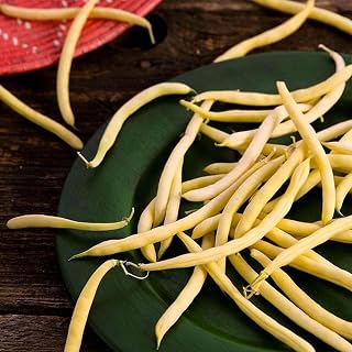 Organic Wax Gold Rush Bush Bean 1 Lb ~1,776 Seeds – 50 Days – AAS Winner – Non-GMO Heirloom Snap Beans – Yellow Pods – Open-Pollinated – Disease Resistant – High Yield – Container & Garden Growing