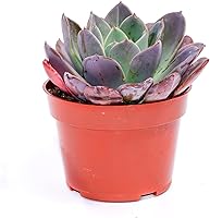 Vista 13 de Planta suculenta Echeveria viva - Suculenta Echeveria de 4 pulgadas con raíces completas (Echeveria Benitsukasa)