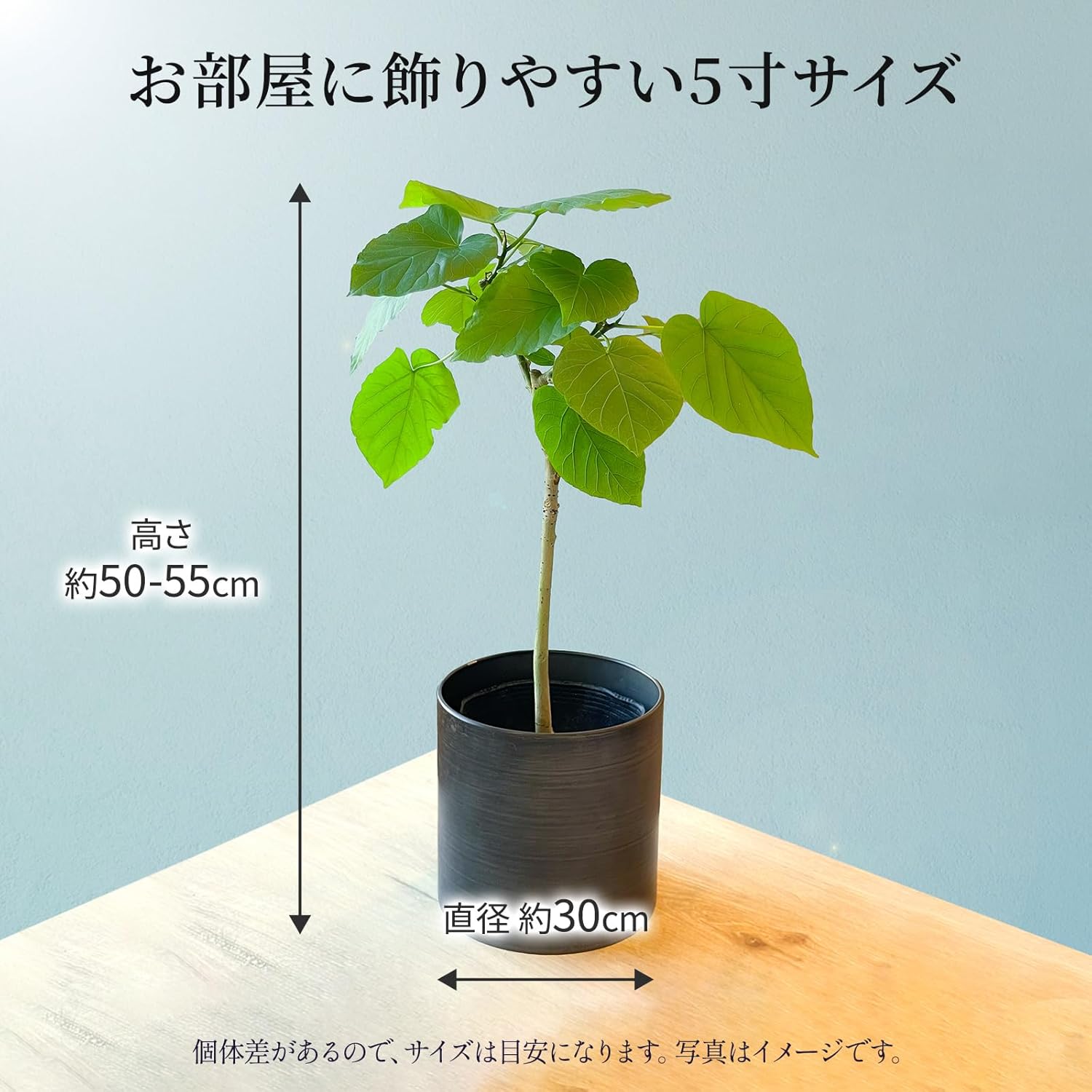 ウンベラータの葉の様子