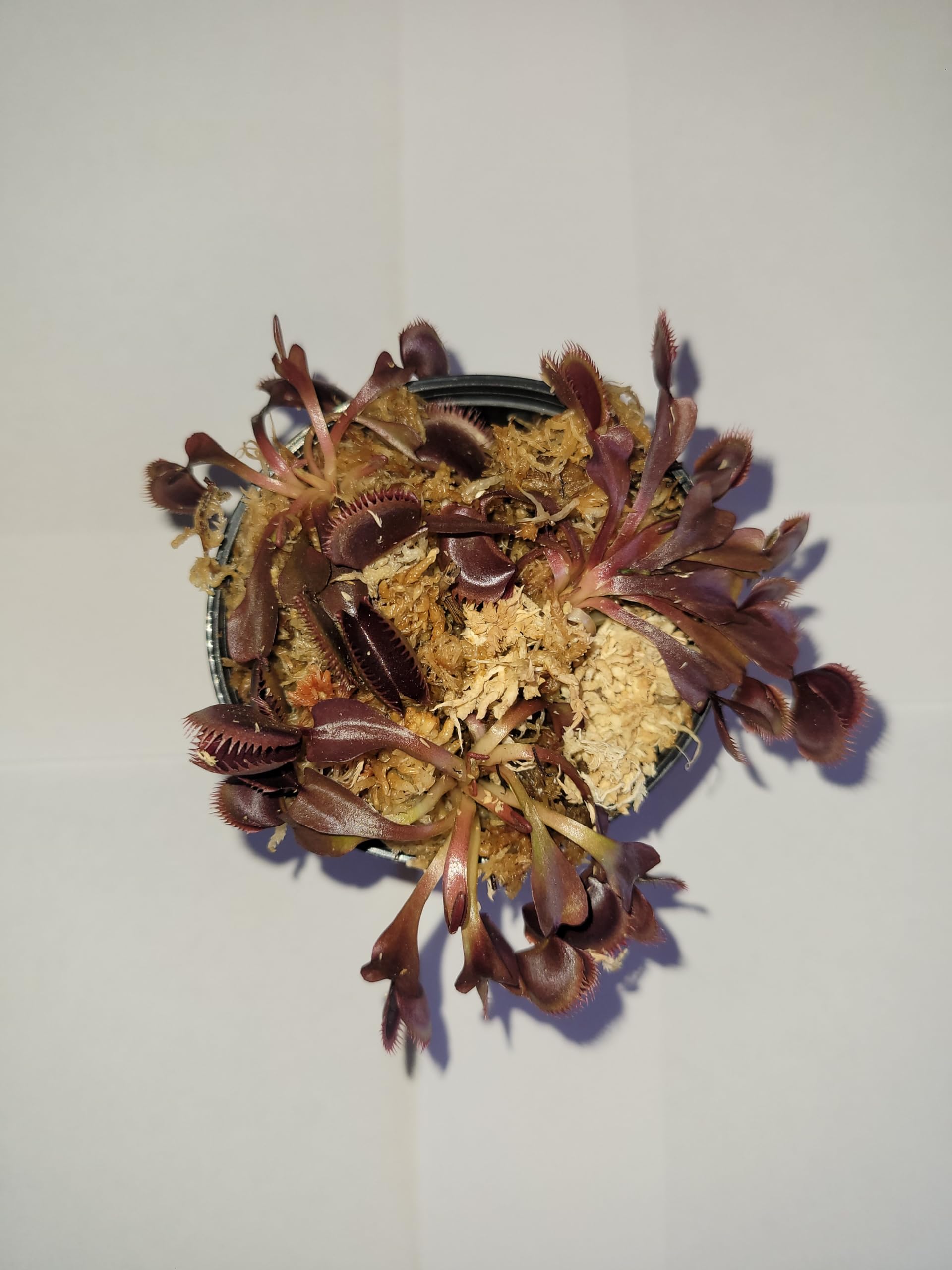 3 Small Red Piranha Venus Flytraps (Fly Trap Carnivorous Plants) 3 inch Pot