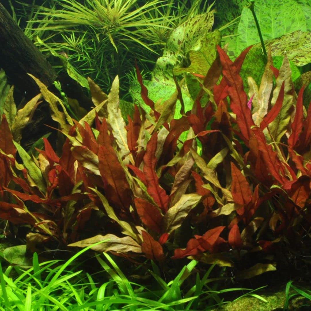 AquaOne Aquarium Pflanze 3 Stück Alternanthera reineckii 'Pink' I Wasserpflanze Aquariumpflanze Stängelpflanze voll durchwurzelt einfach pflegeleicht Aquascaping Dekoration