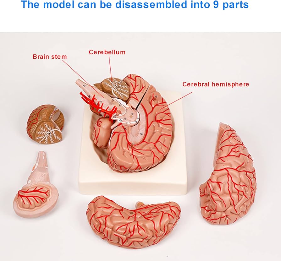 Amazon.co.jp: ヒト脳解剖モデル、脳動脈脳血管モデル、等身大の9つの