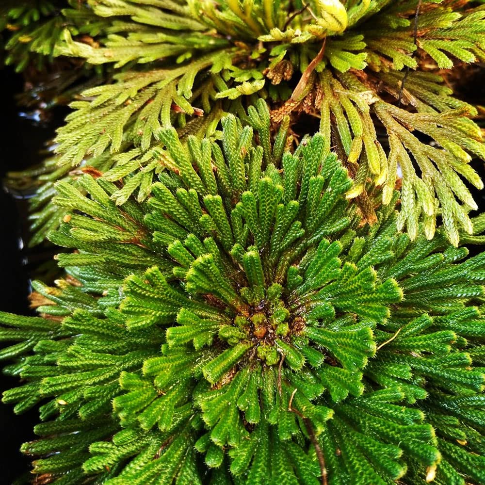 1 x Selaginella – Can Survive for Years Without Water – Said to Grant Good Luck & Love – Perennial – for Your Beautiful Garden