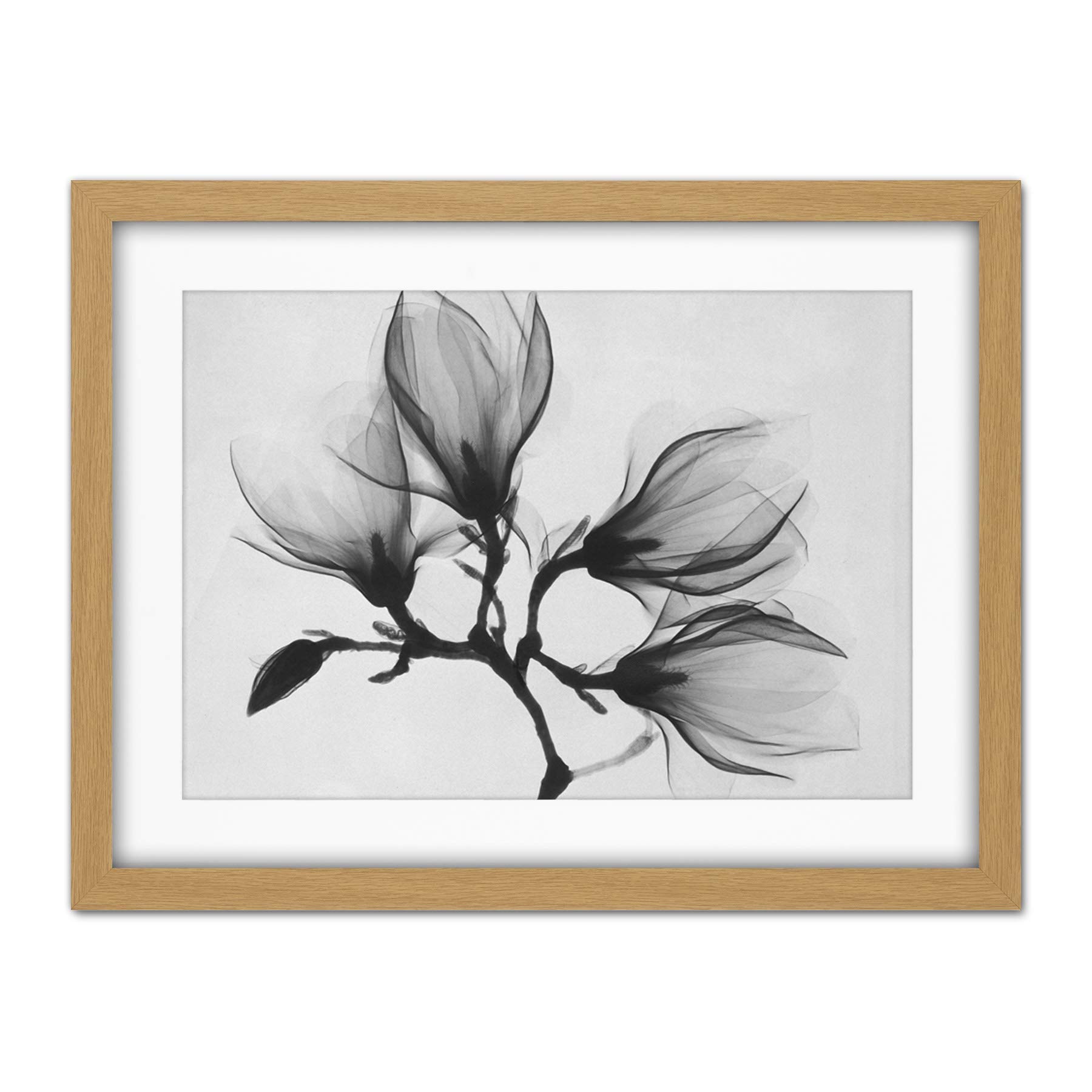 Wee Blue Coo Magnolia Branch Xray Artwork Framed Wall Art Print 18X24 Inch