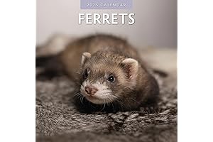 Red Robin Ferret Calendar 2024: Year at a Glance & Easy to Mark
