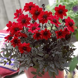 【SALE】フラワーベース 花瓶 大きめ Zodax 陶器(F-2412FB7) フラワーベース］ガラスベースツートンS ホワイト商品ページ