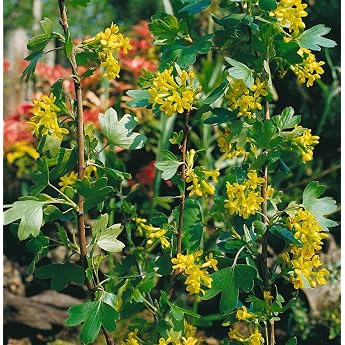 Ribes alpinum 60-100 cm - Alpine Currant Green Flowers Flowering Period April-May Ideal for Hedges Easy Care and Hardy