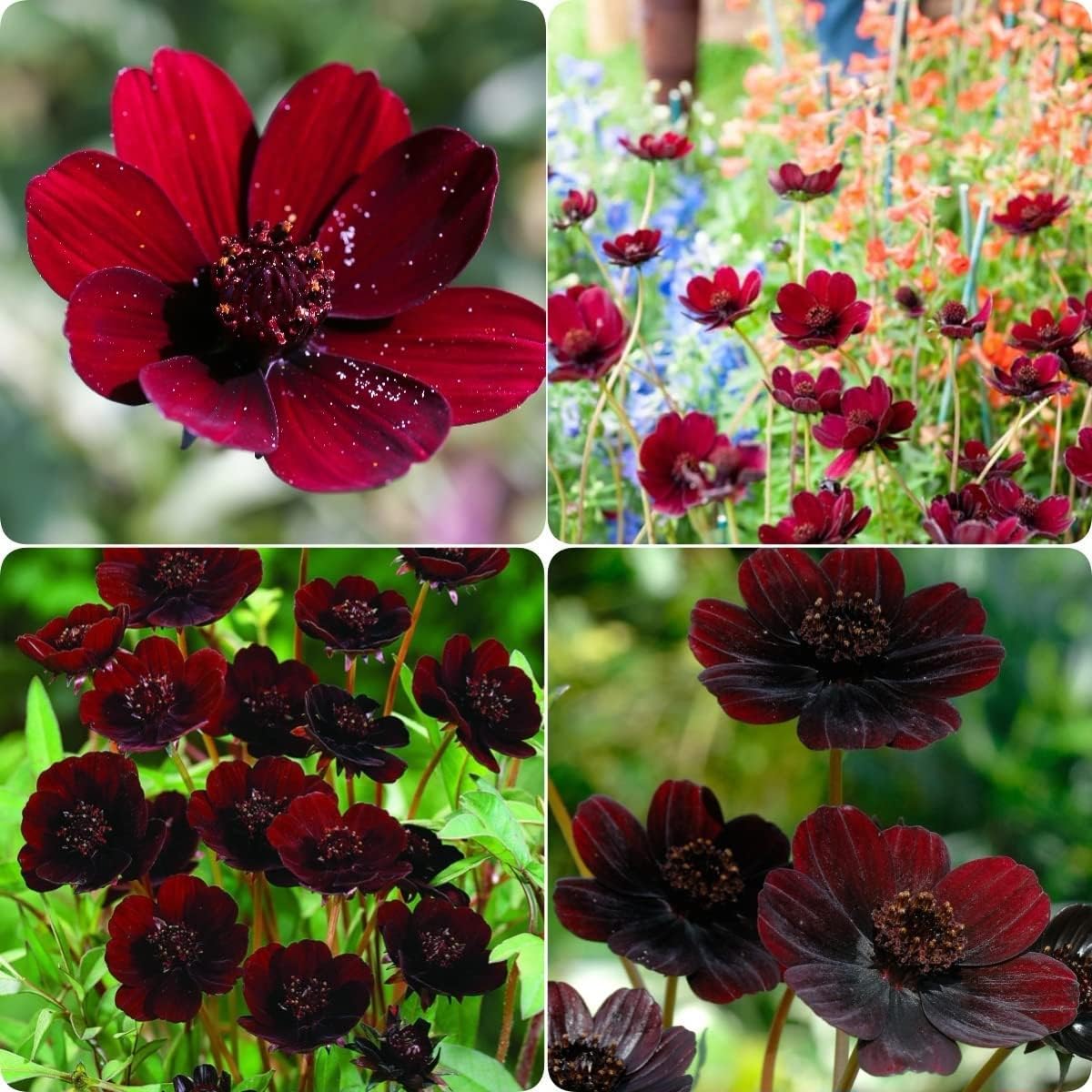 juicyodle Rare Chocolate Cosmos Seeds for Planting