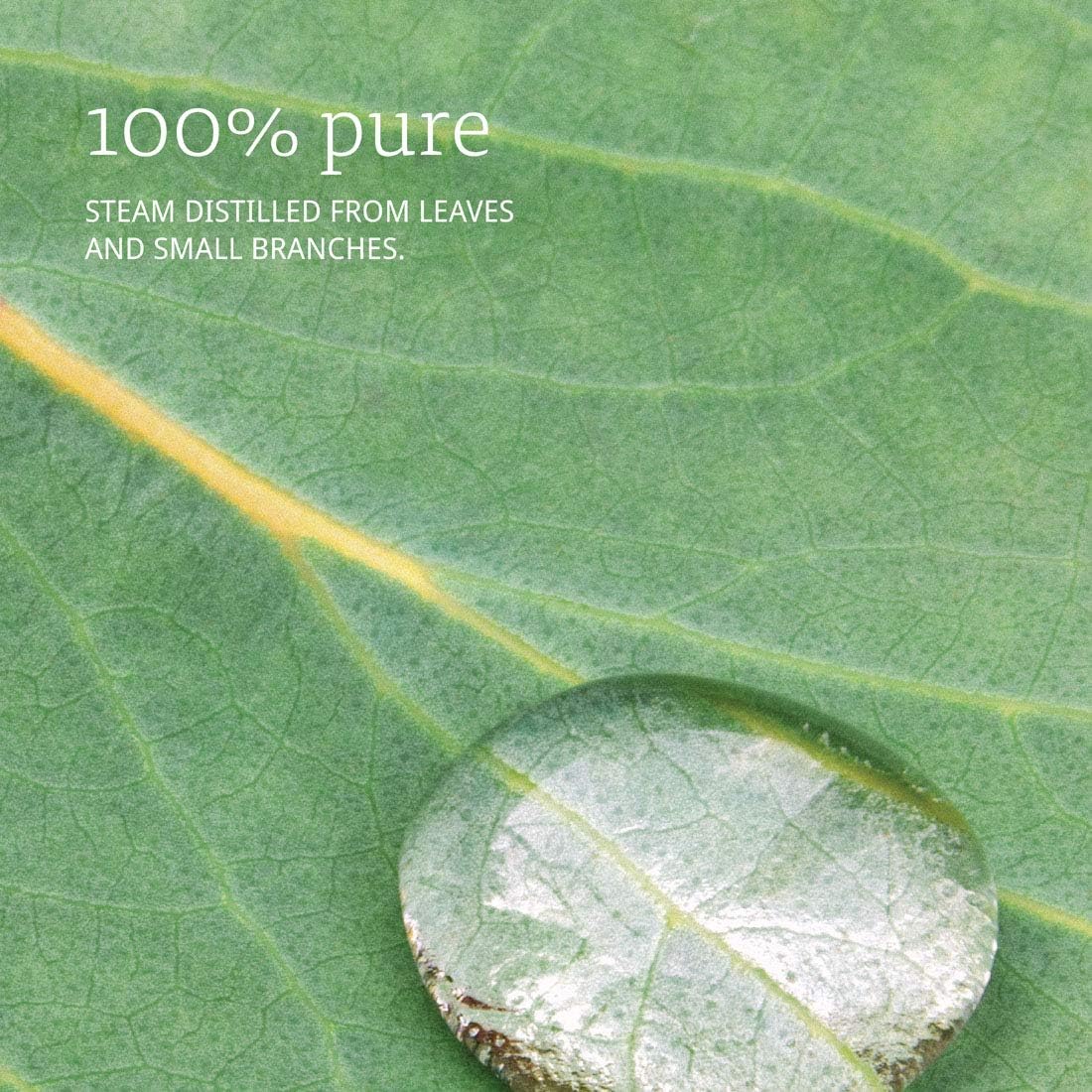 NOW Eucalyptus Oil, 1 Fl Oz (Pack of 3)