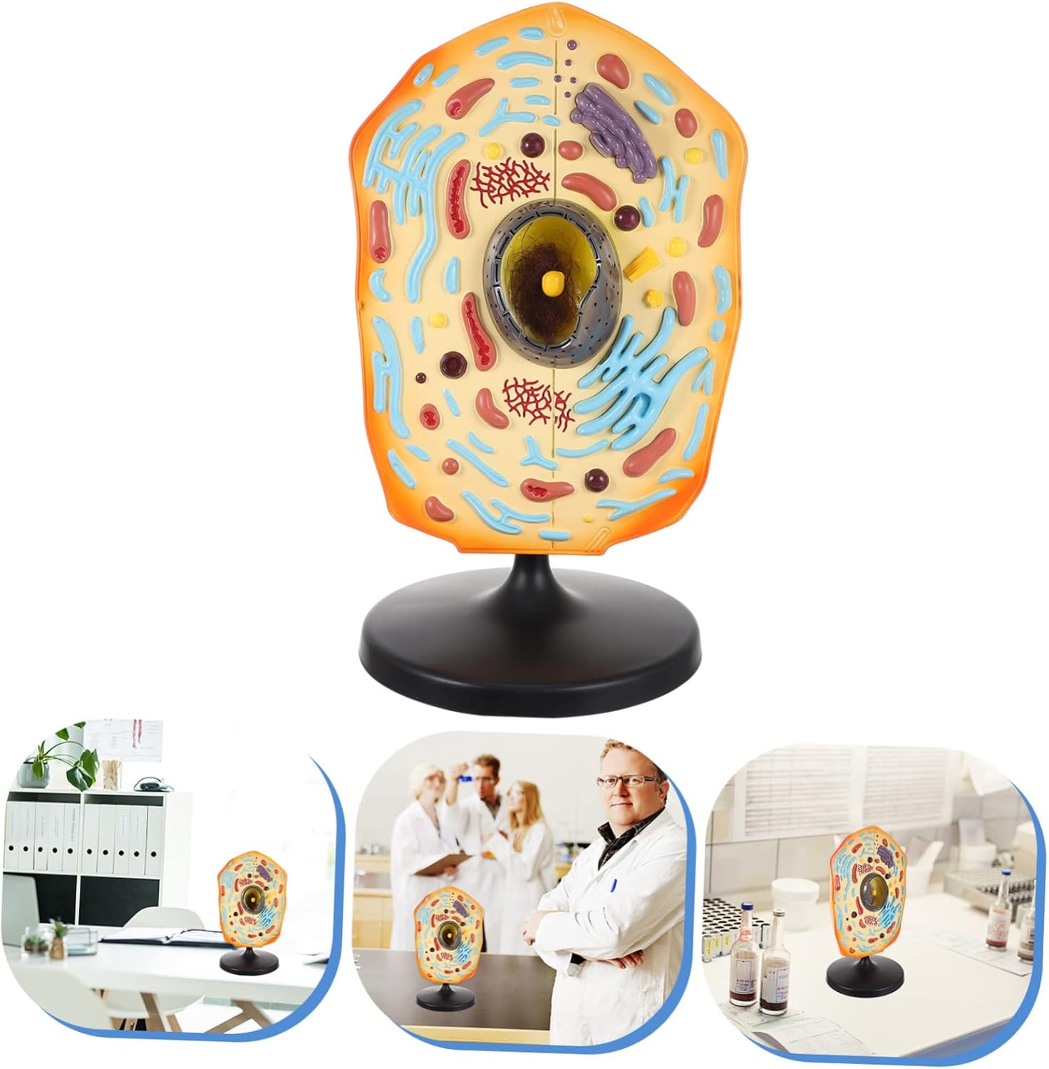 Kisangel Realistic Animal Cell Anatomical Model Biology Teaching Cell Model Abs Material Cell Model Kits