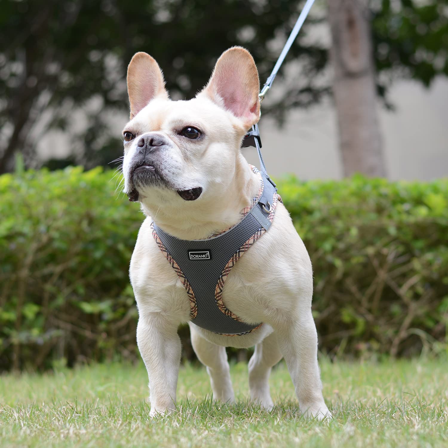 DORAMIO Pettorina Cane Taglia Piccola, Step-in Pettorina per Cani Gatti Cuccioli con Guinzaglio Comodo, Riflettente Traspirante Imbracatura Cane Morbida Imbottito per Passeggiate Corsa (XL, Grigio)