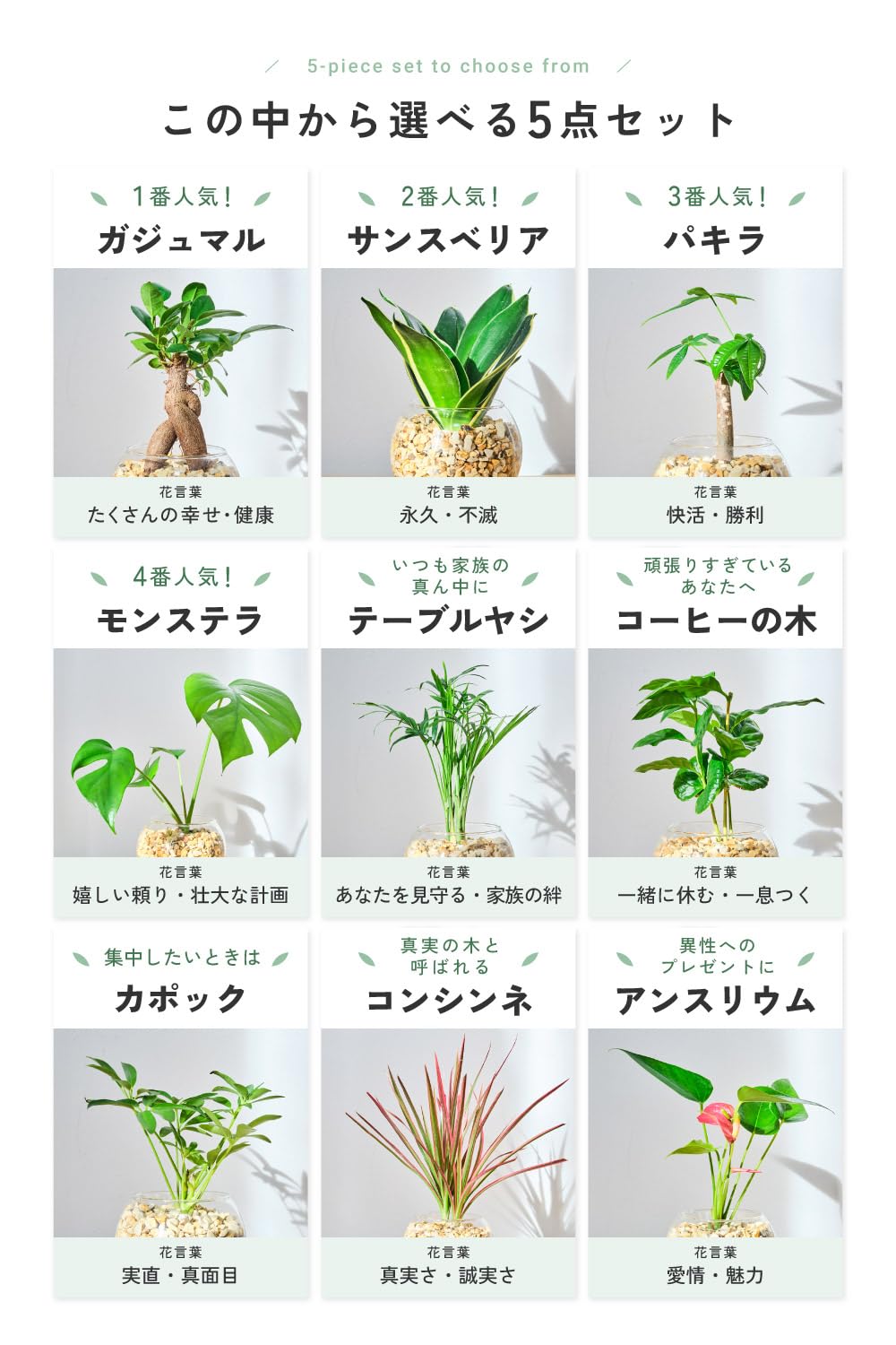 Amazon｜東京寿園 観葉植物 5点セット ハイドロカルチャー 本物 ミニ