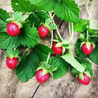 Indian Strawberry Plants Seeds 100pcs Organic Duchesnea Indica, Mock False Strawberry Green Meadow Grass Seeds Organic Yellow Flower Easy to Grow Plants Seeds