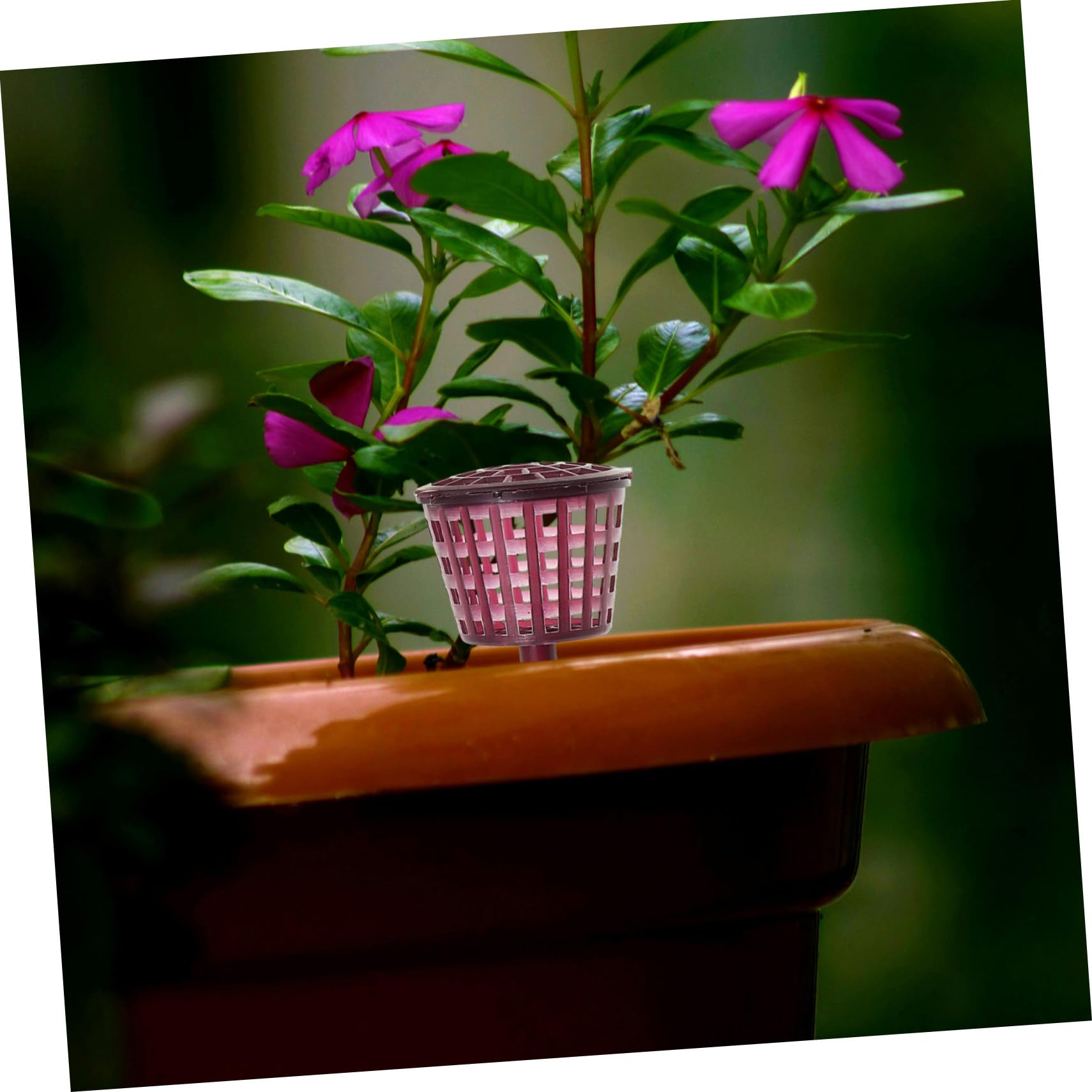 Sosoport Panier D'engrais pour Bonsaï 10 Pièces en Plastique Pourpre | Boîte à Couvercle, Réutilisable, Usage Jardinage et Bonsaï, Protège L'engrais