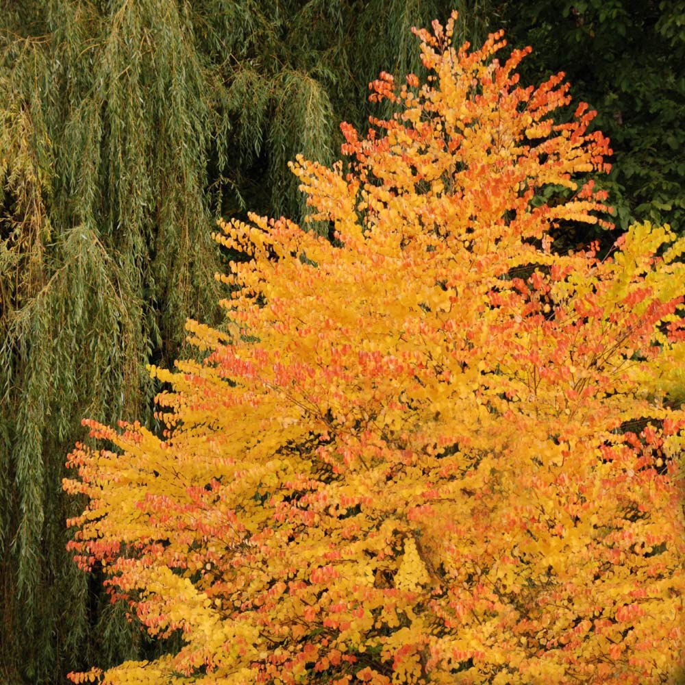 YouGardenToffee Apple Tree, Cercidiphyllum japonicum in 5L Pot, Supplied as an Established and Ready to Plant Tree for Gardens Beds, Borders or Patio Pots