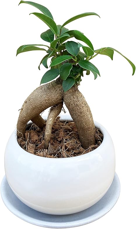 Amazon Co Jp 花のギフト社 ガジュマルの木 ガジュマル鉢植え 多幸の木 ガジュマル がじゅまる ミニ観葉植物 観葉 Diy 工具 ガーデン
