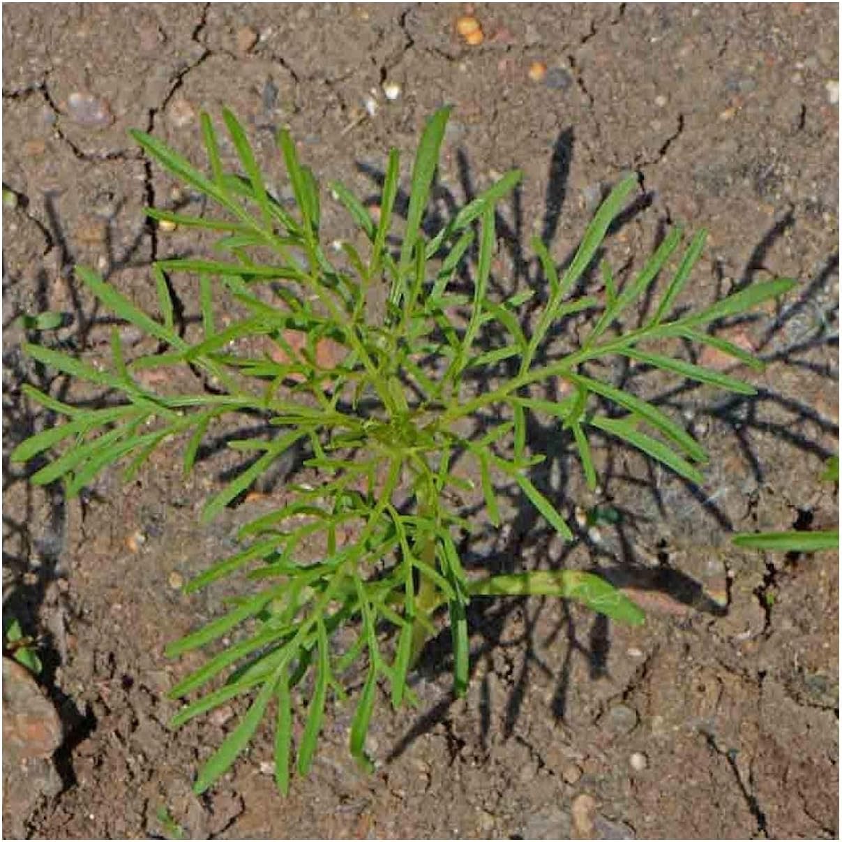 Everwilde Farms - 1 Lb Dwarf Mixed Cosmos Wildflower Seeds - Gold Vault