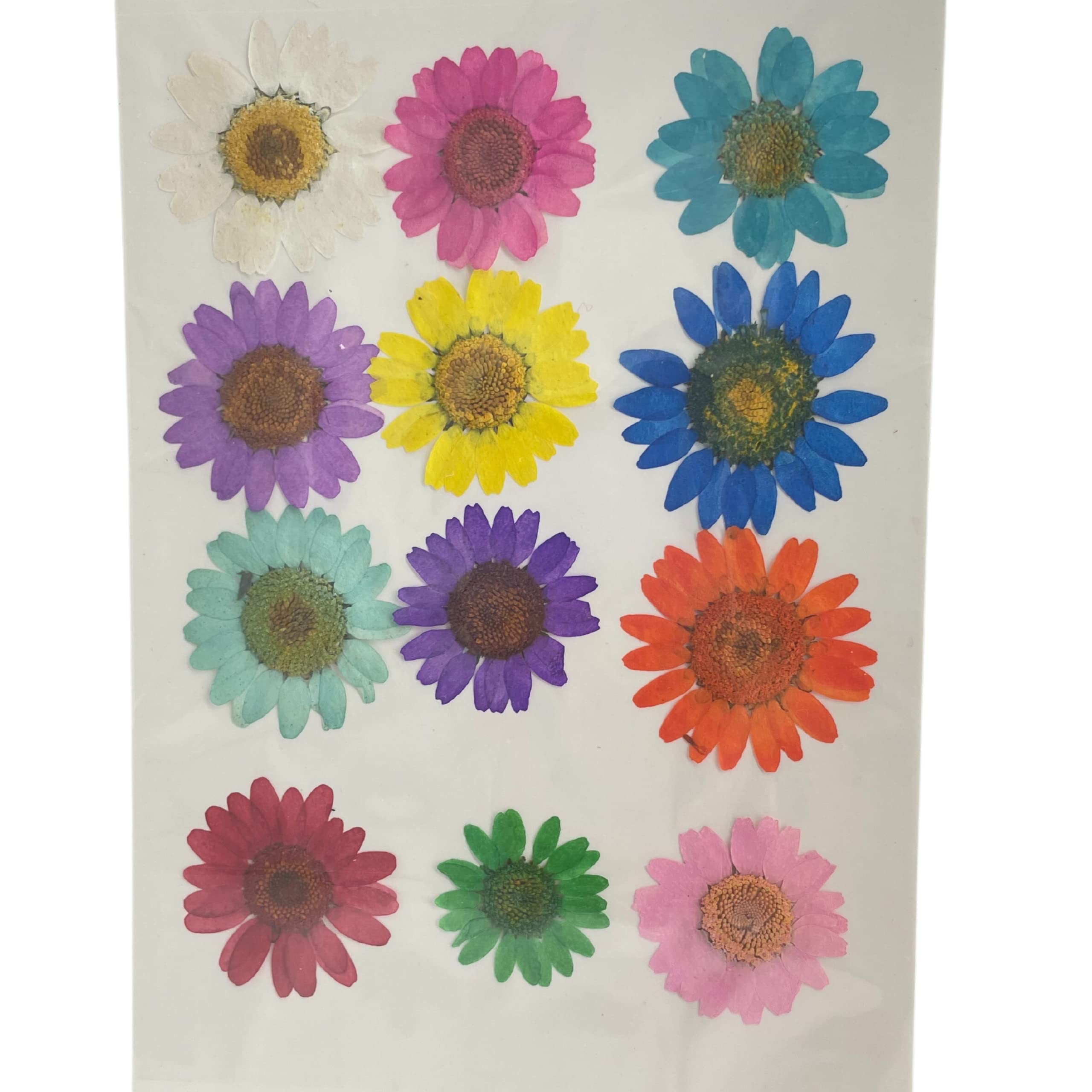 YellowCult Natural Real Dried & Pressed Daisy Flowers for Art Craft - Multicolor for Soap, Candle, Scrapbooking, DIY, Resin Jewelry, Pendant - Daisy/Crystal Crystanthemum Flowers [Luxury Multicolor]