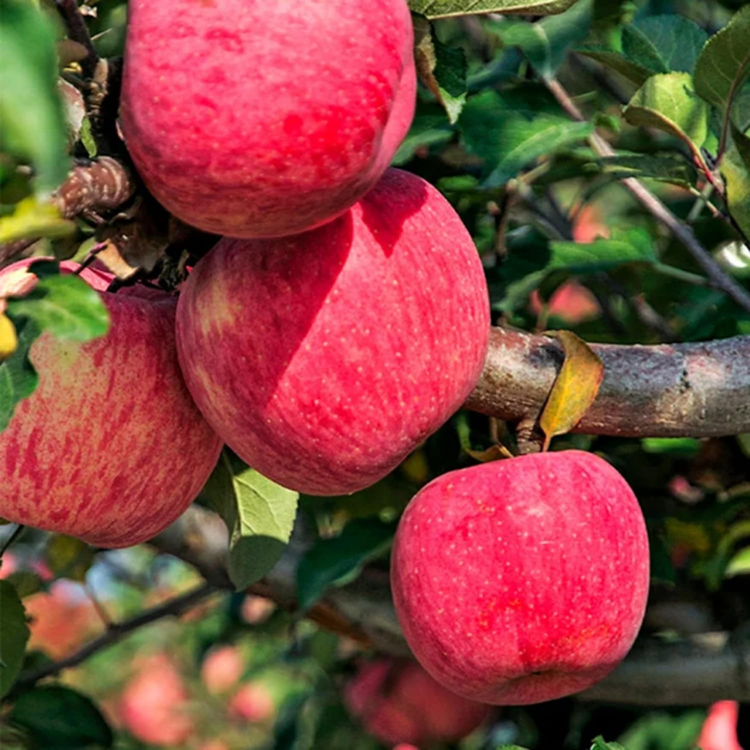Apple - salsea hq720.jpg?sqp=-