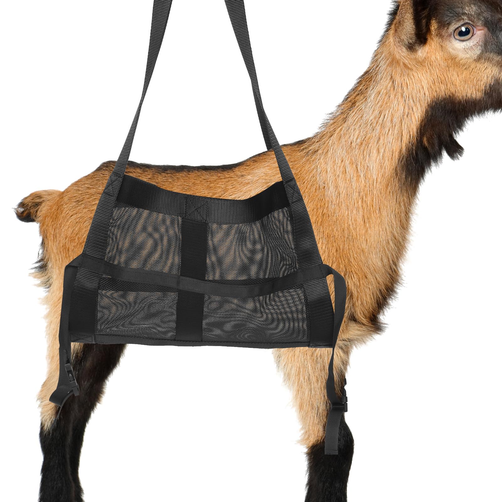 Kälberwiegegurt aus Nylon Schwarz zum Wiegen für Nutztiere